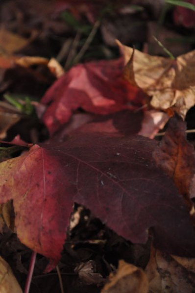 close up photo of red and gold autumn leaves