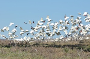 The largest flock of white cockies and galahs I've ever seen taking off