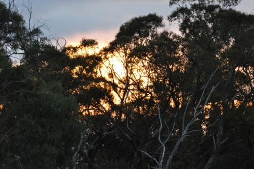 Early morning with a pre-sunrise orange glow lighting through the gum trees