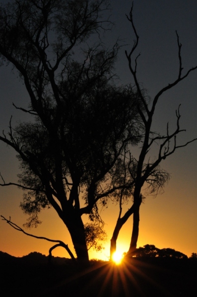 Sunset through the gum tree