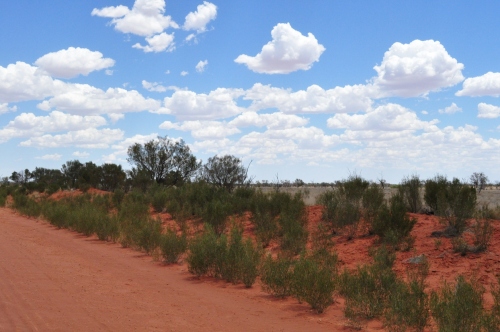 The vivid red, green and blue of the outback