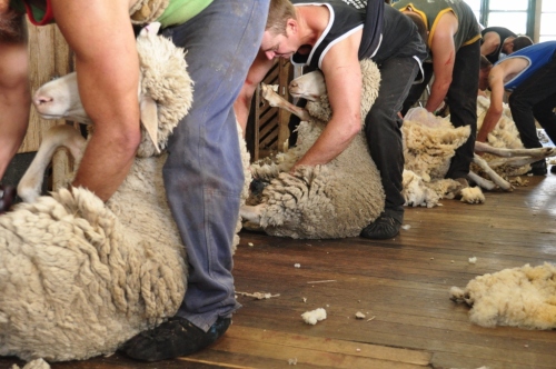 Shearing sheds - Just like Tom Roberts