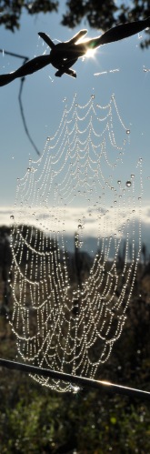 Spider web - The Farm June 2012